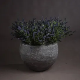 Large Lavender Bush