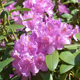 Lavender Rhododendron