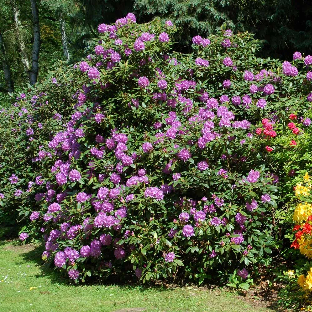 Lavender Rhododendron