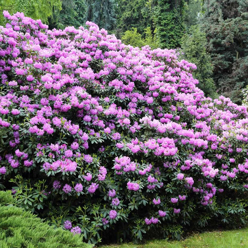 Lavender Rhododendron