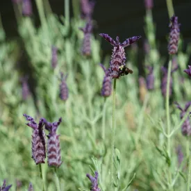 'Silver Anouk' Lavender Bush